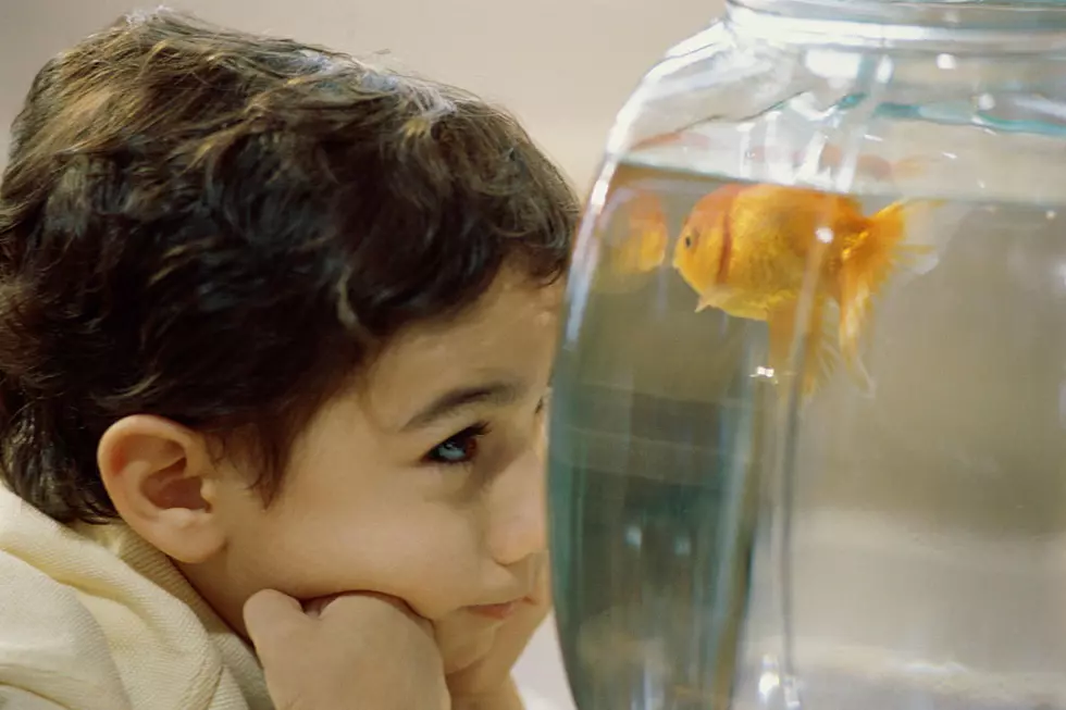 Crushed Little Boy Bawls During Pet Fish's Toilet Funeral