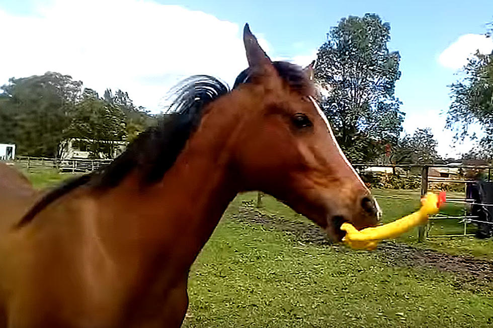 This Horse Really, Really, Really Loves His Squeaky Toy