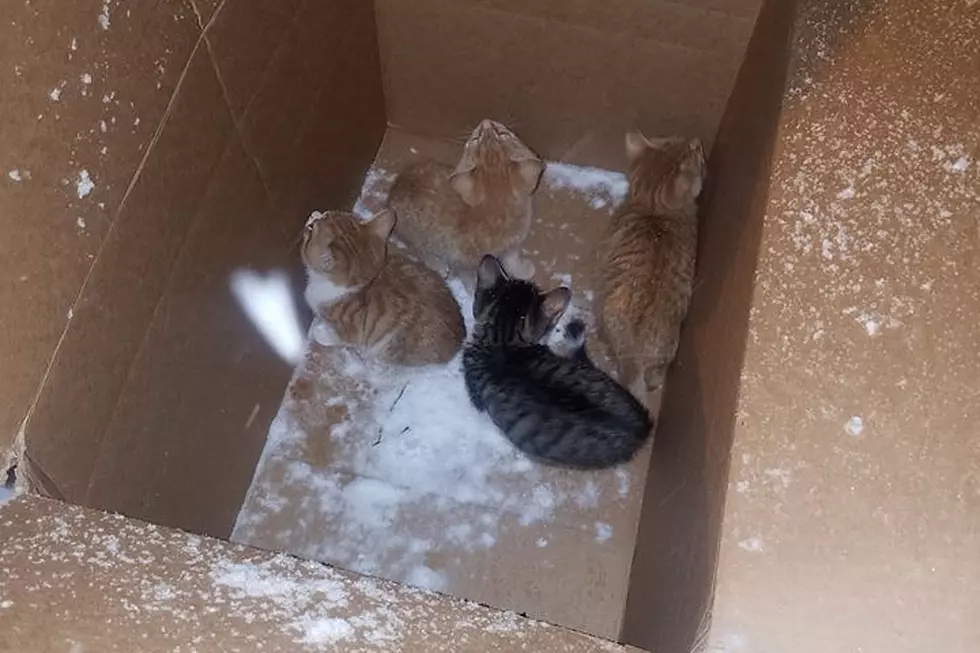 ‘Sandlot’ Kittens Rescued After Being Abandoned in Snow