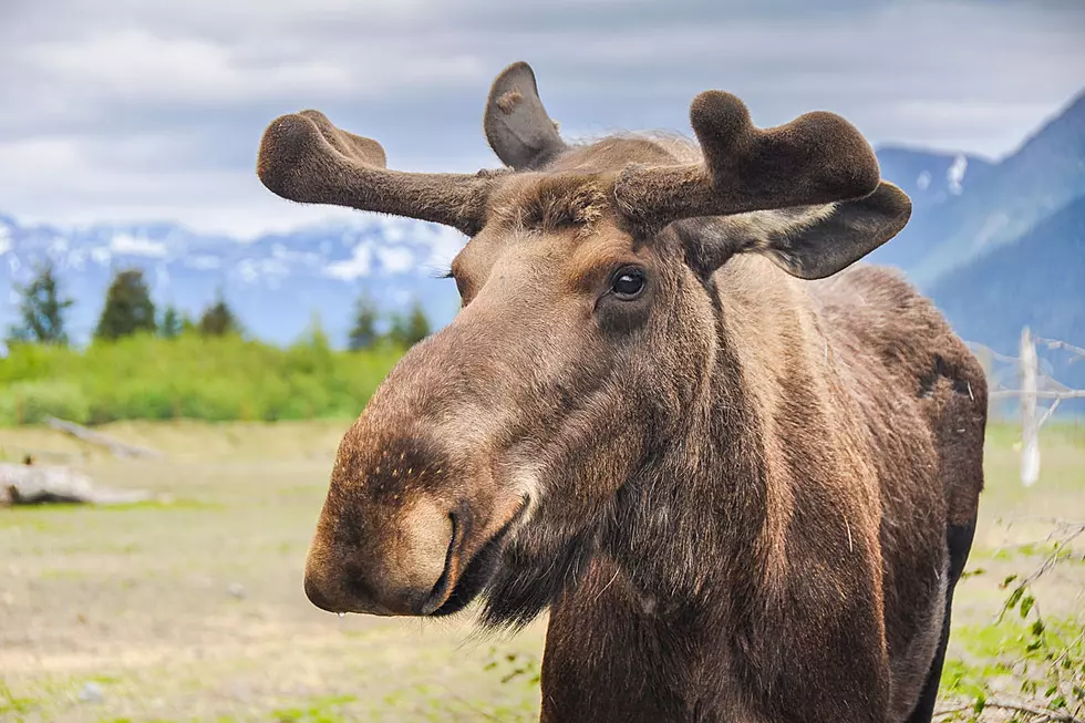 Watch: This Mainer’s Moose Call is So Perfect… One Actually Shows Up!