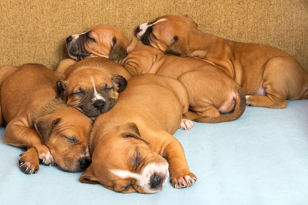 Napping Puppies Are the Calming Reset Button You Need