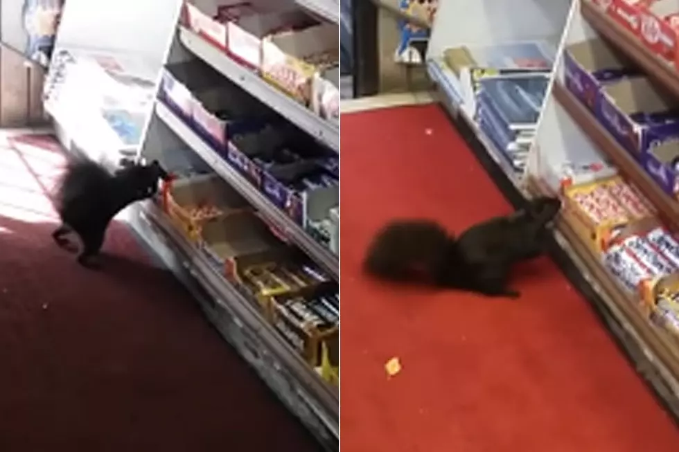 Candy Bar-Stealing Squirrels Driving Store Haywire