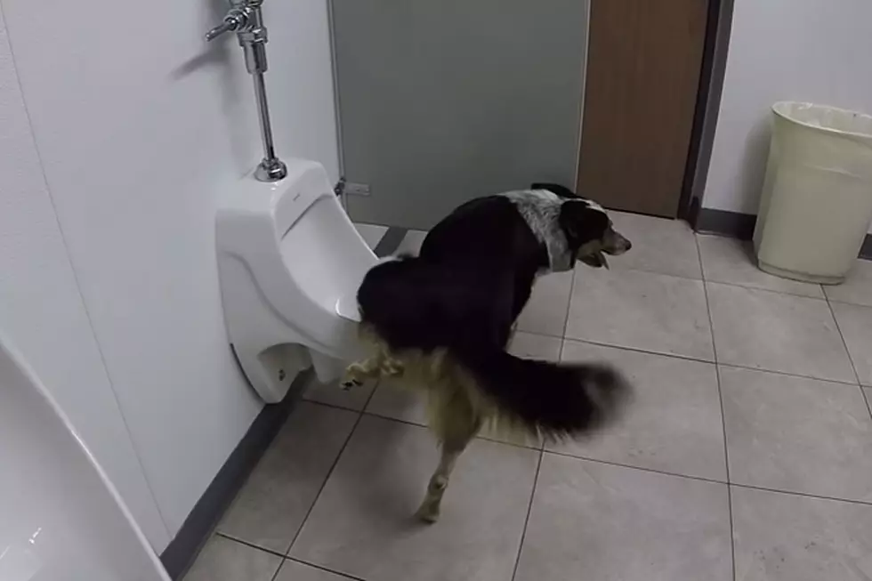 This Whip-Smart Dog Is Totally Toilet Trained