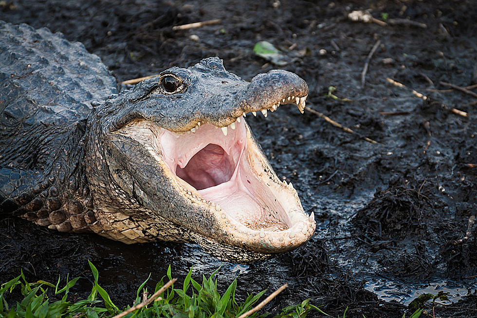 7-ft gator on Streets of N.o. 