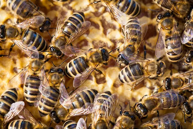 Bees Living in a Shower Head Is Your New Nightmare