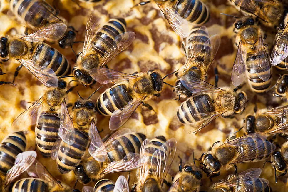 Bee-lieve it. Mount Pleasant Firefighters Helped Cool Off Bees