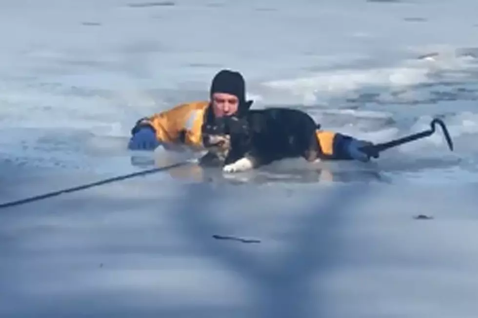 Firefighters Selflessly Save Dog Trapped in Frozen Lake
