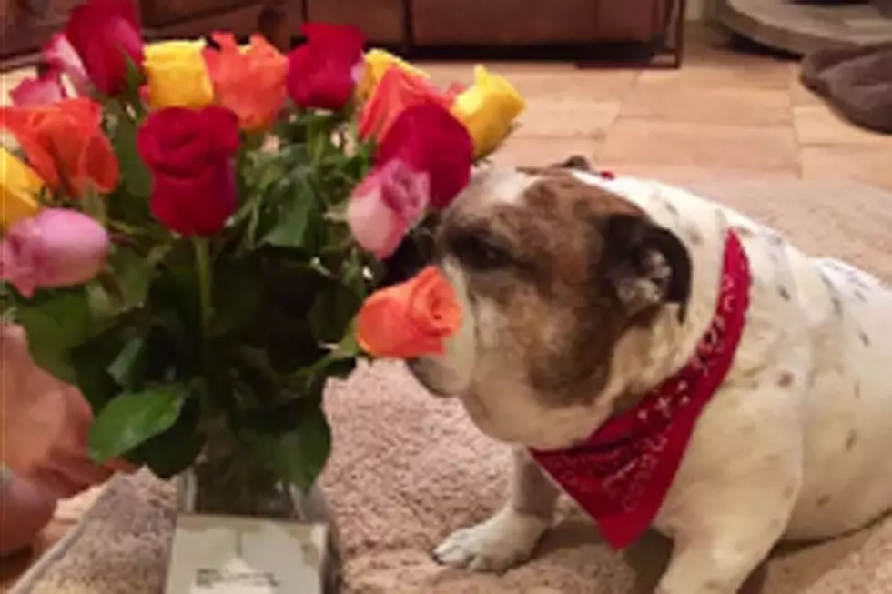 Valentine’s Day-Challenged Husband Sends Flowers…To the Dog