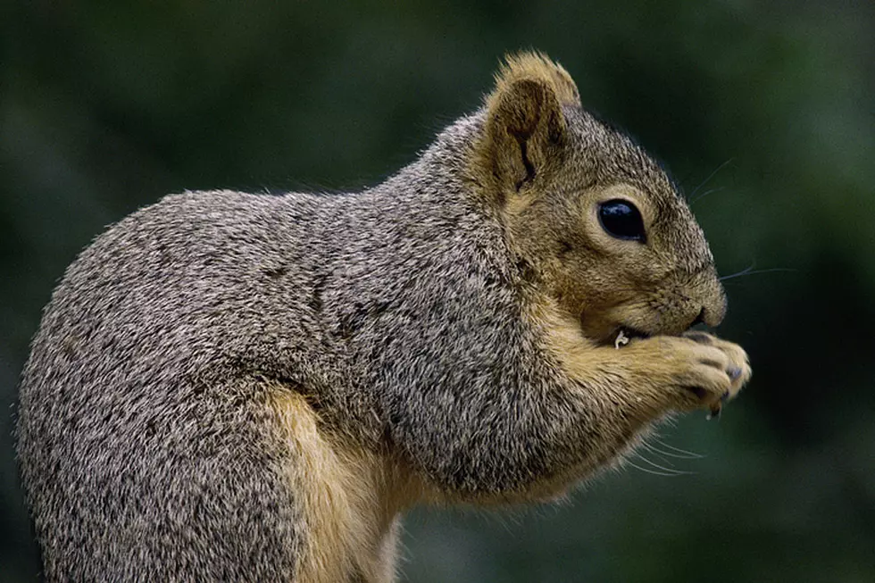 Courageous Pet Squirrel Chases Away Annoyed Burglar