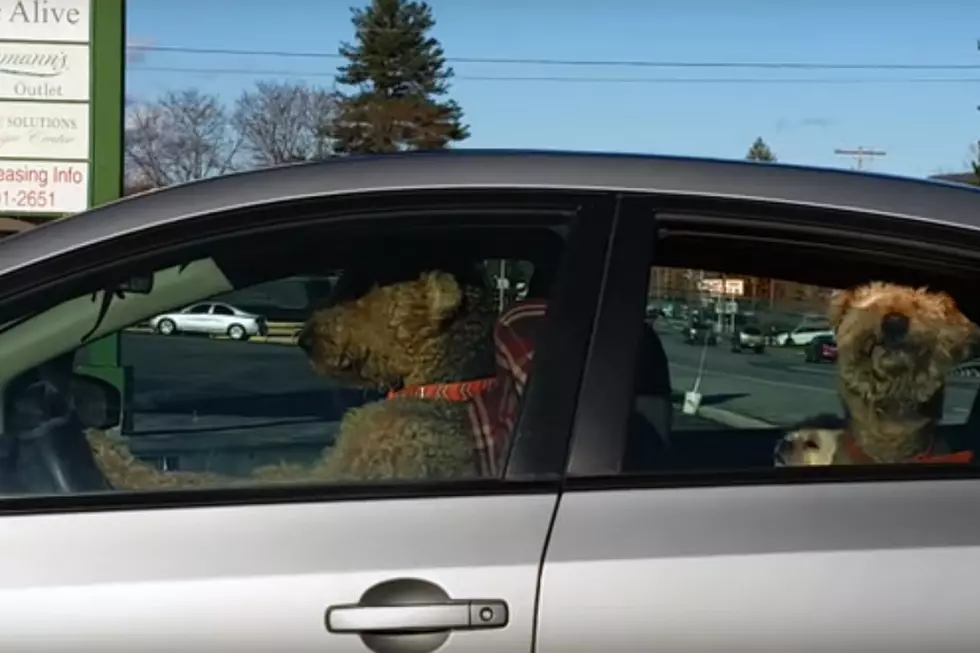 Impatient Dog Hops in Driver’s Seat, Honks Horn to Hurry Up His Owner