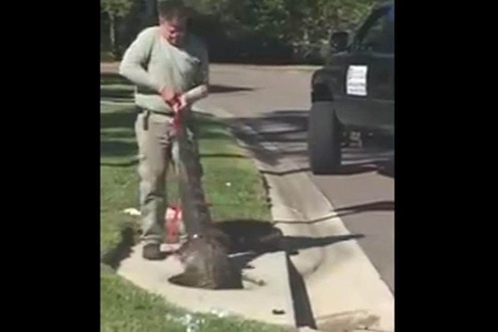 Man Pulls Alligator From Sewer Because Florida Doesn’t Disappoint