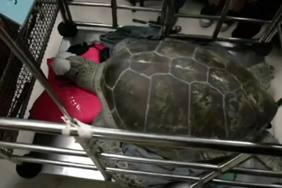 Doctors Remove 915 Coins a Good Luck Turtle Swallowed