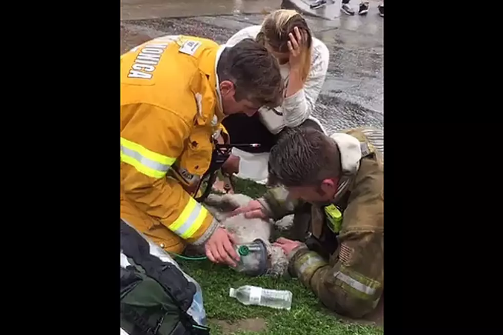 Heroic Firefighter Saves Dog Trapped in Blaze With CPR