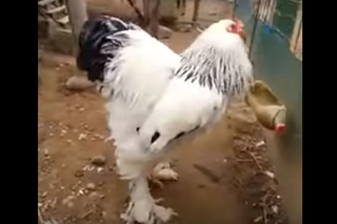 Freakishly Huge Chicken Will Fascinate (And Maybe Frighten) You