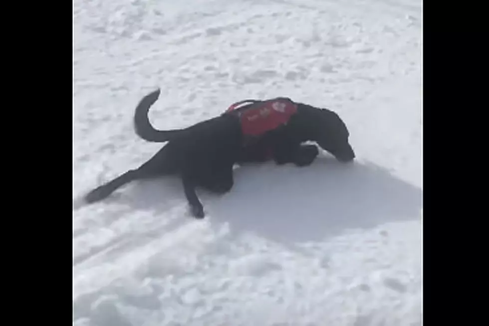 Dog Blissfully Sliding Down the Snow Has Life Figured Out