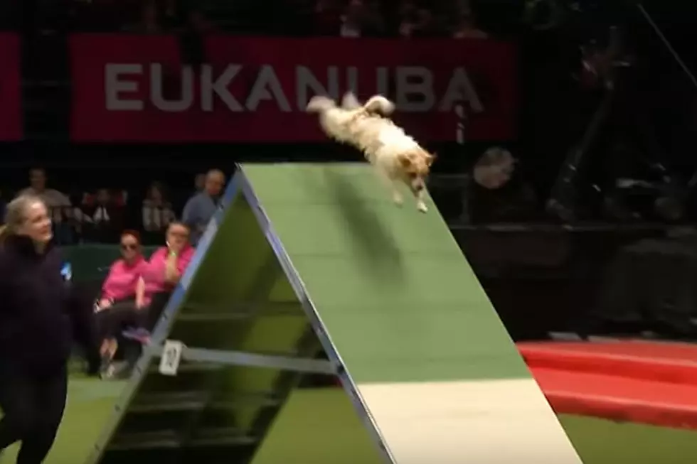 Way-Too Energized Pup Goes Adorably Haywire During Dog Show