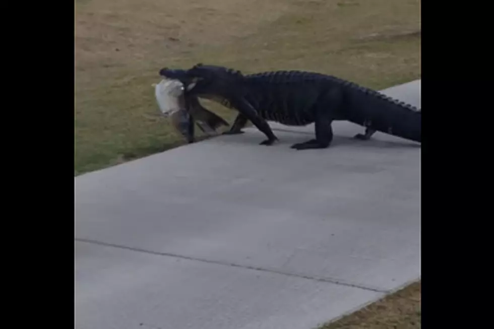 Just an Alligator Cruising a Golf Course With a Fish in Its Mouth