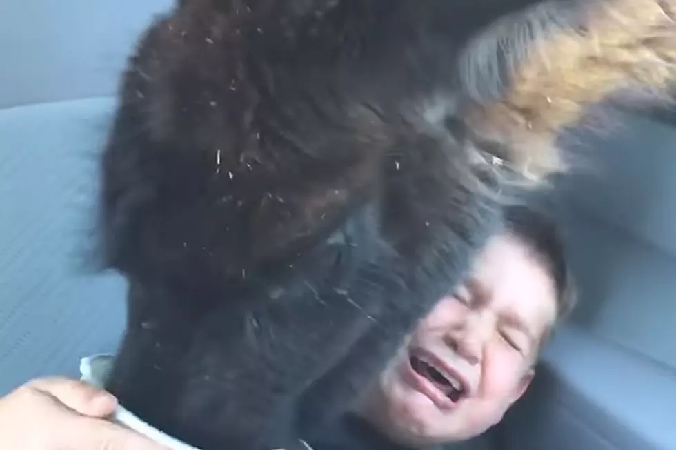 Boy Feeding Llama Is Waaaay Beyond Petrified