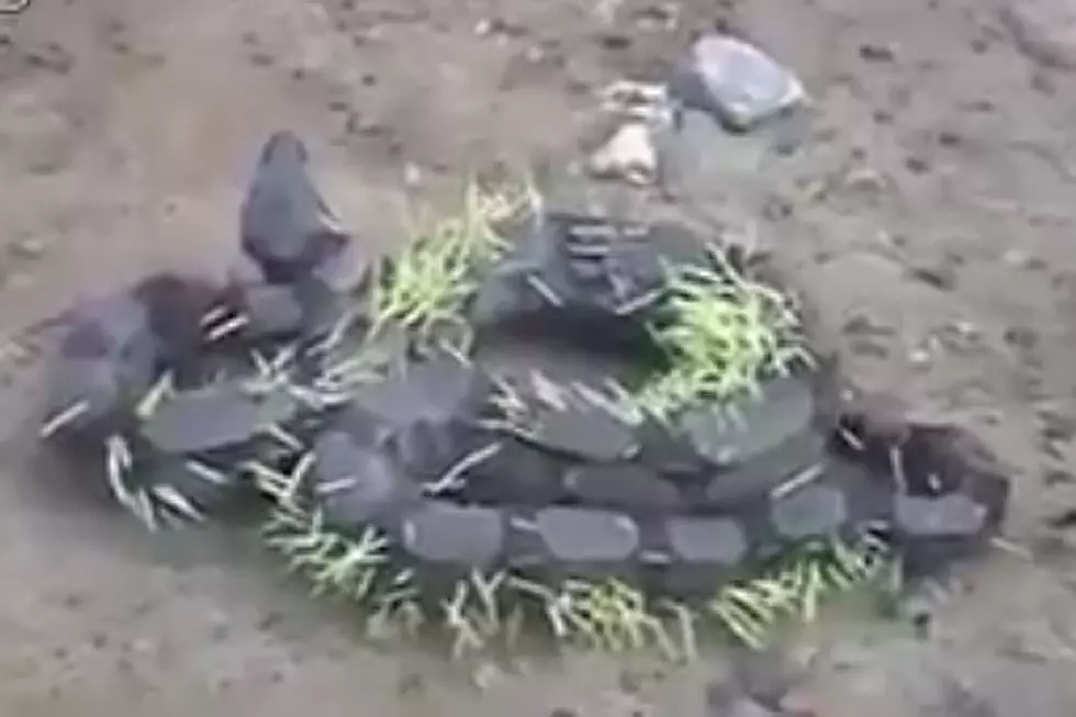 Snake Eats Porcupine, Gets Appropriately Painful Punishment
