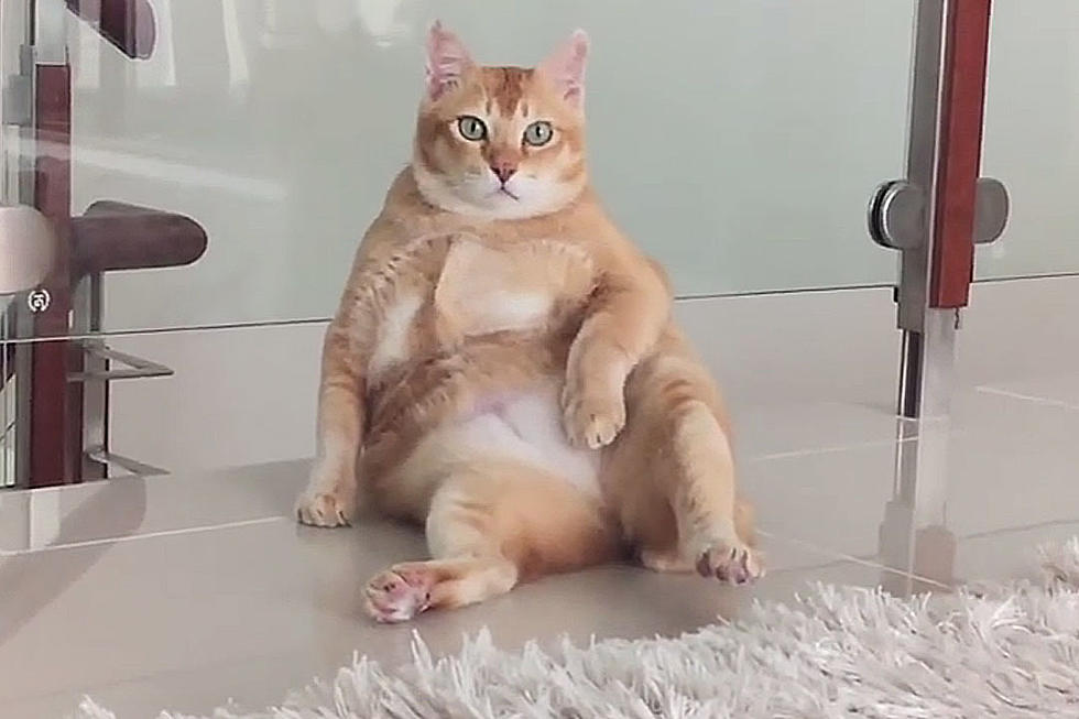 This Chillaxin’ Cat Is the Epitome of Relaxed