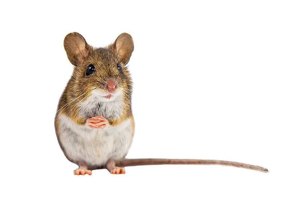 Watch Strapping Police Officer Terrified of Teeny Tiny Mouse