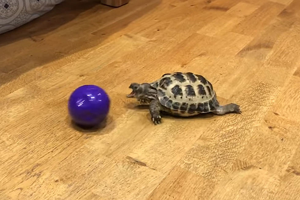 Speedy Turtle Playing Fetch Is Surprisingly Entertaining