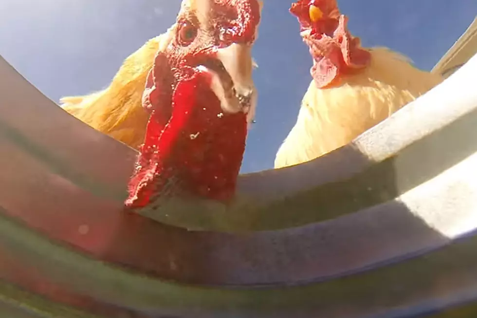 Life From the Point of View of a Bucket Is Surprisingly Mesmerizing