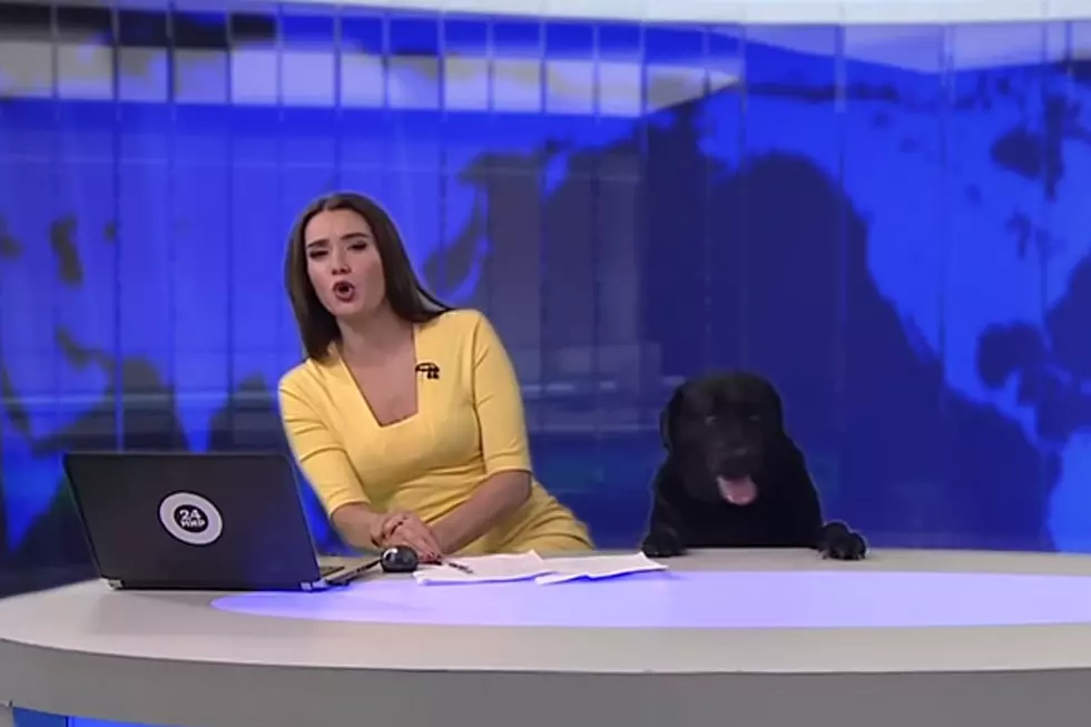 Why Is This Rambunctious Dog Anchoring a Newscast?