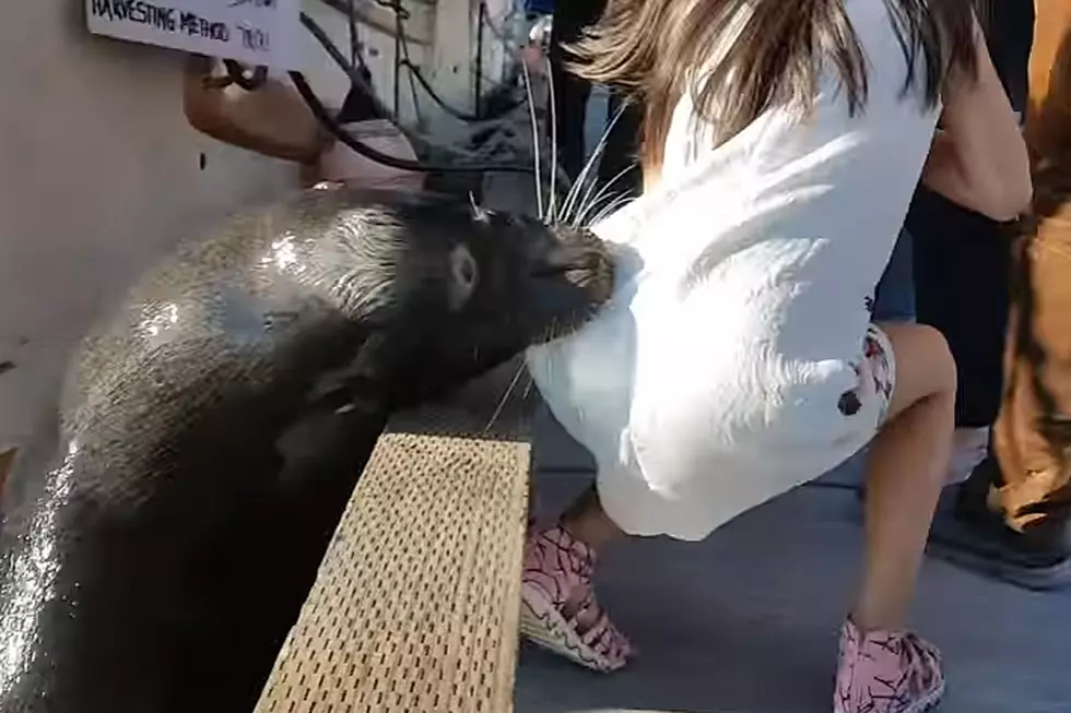 Aggressive Sea Lion Violently Pulls Girl Into Water