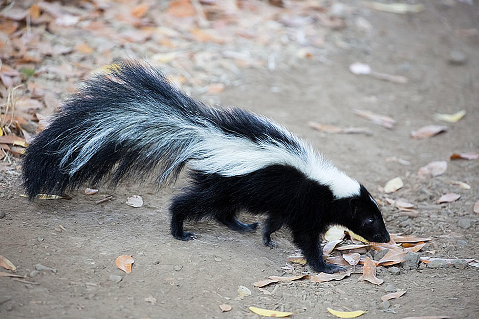 Skunks Are Running Rampant Outside a House and We’re Never Leaving Home Again