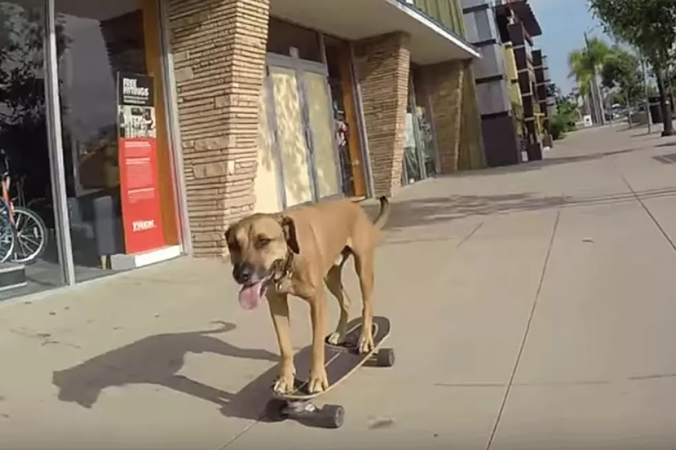 Skateboarding Dog Will Make You Forget How Crazy the World Is