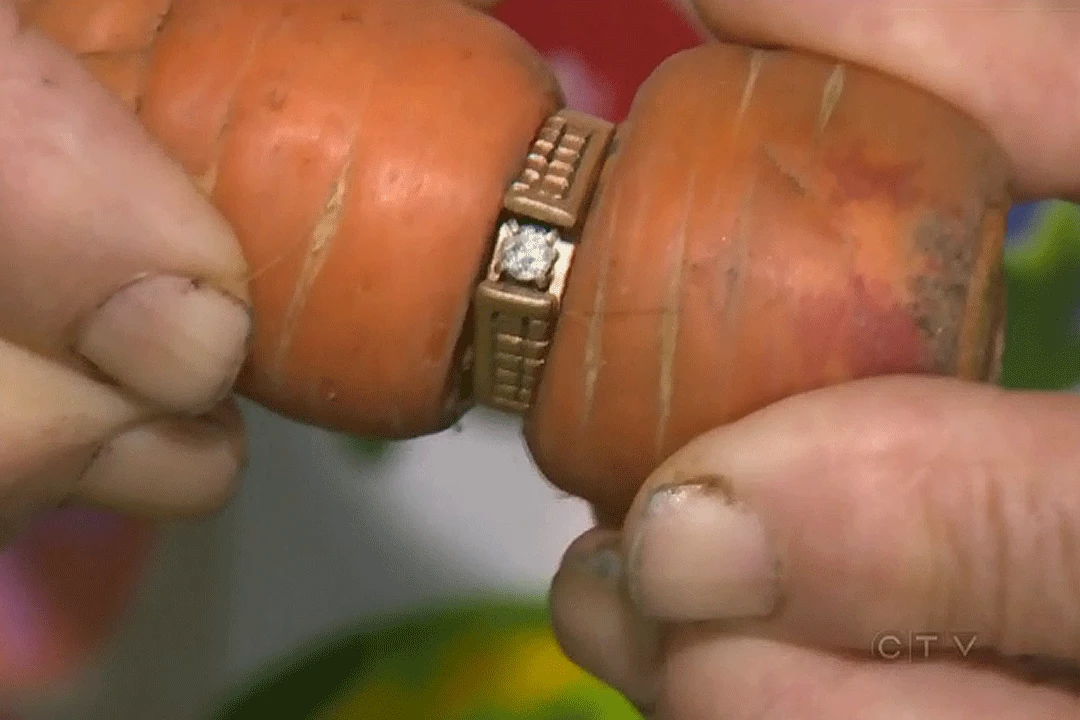 Lost Engagement Ring Turns Up 13 Years Later -- Around a Carrot