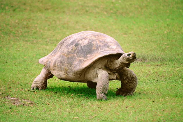 Bold Tortoise Somehow Escapes From Zoo &#8212; Twice
