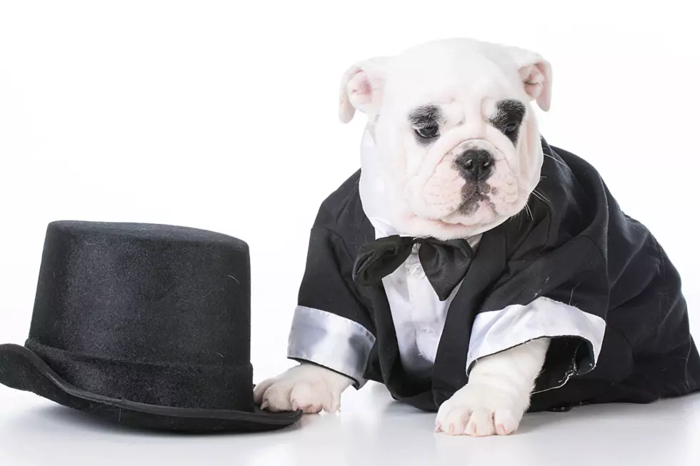 Woman Used Public Funds to Buy Her Dog a Tuxedo