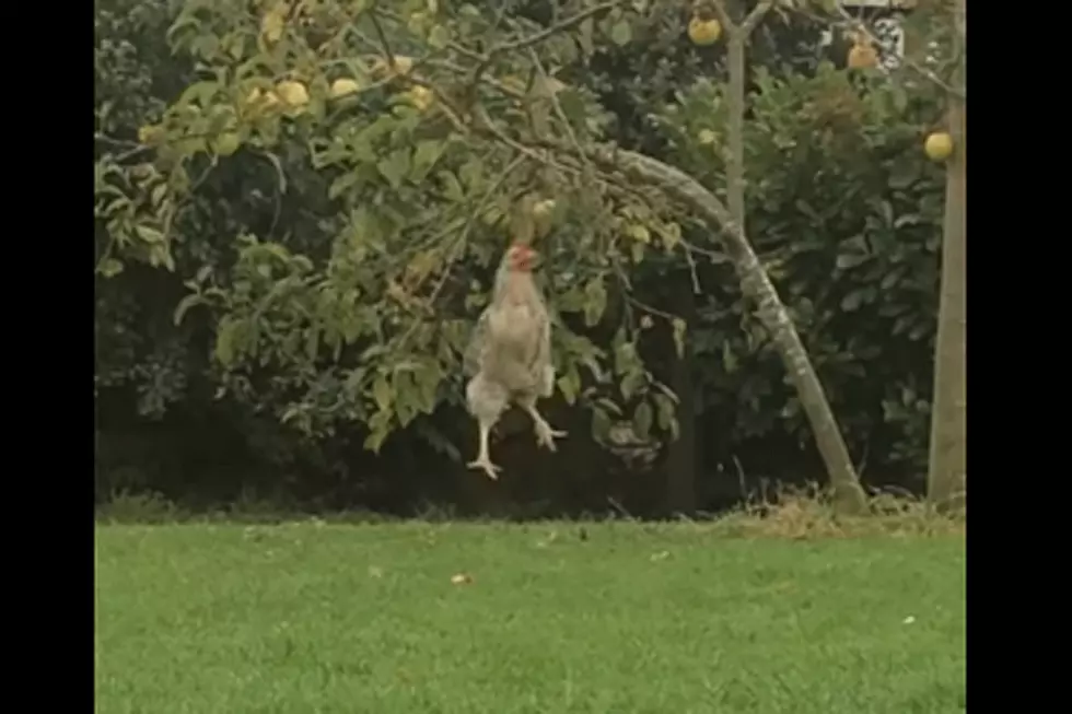 Try Not to Feel Badly for This Struggling Chicken Bobbing for Apples