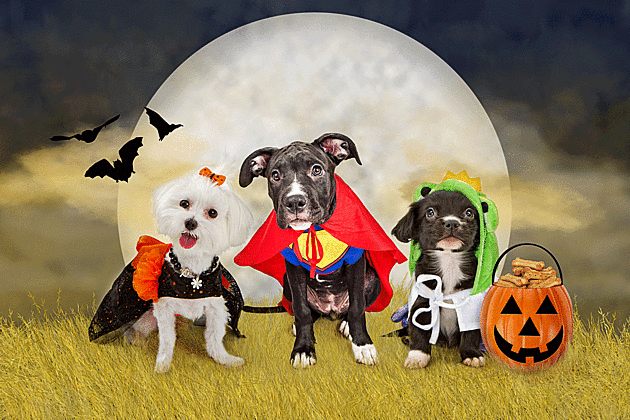 Send Us Pictures Of Your Pets In Halloween Costumes