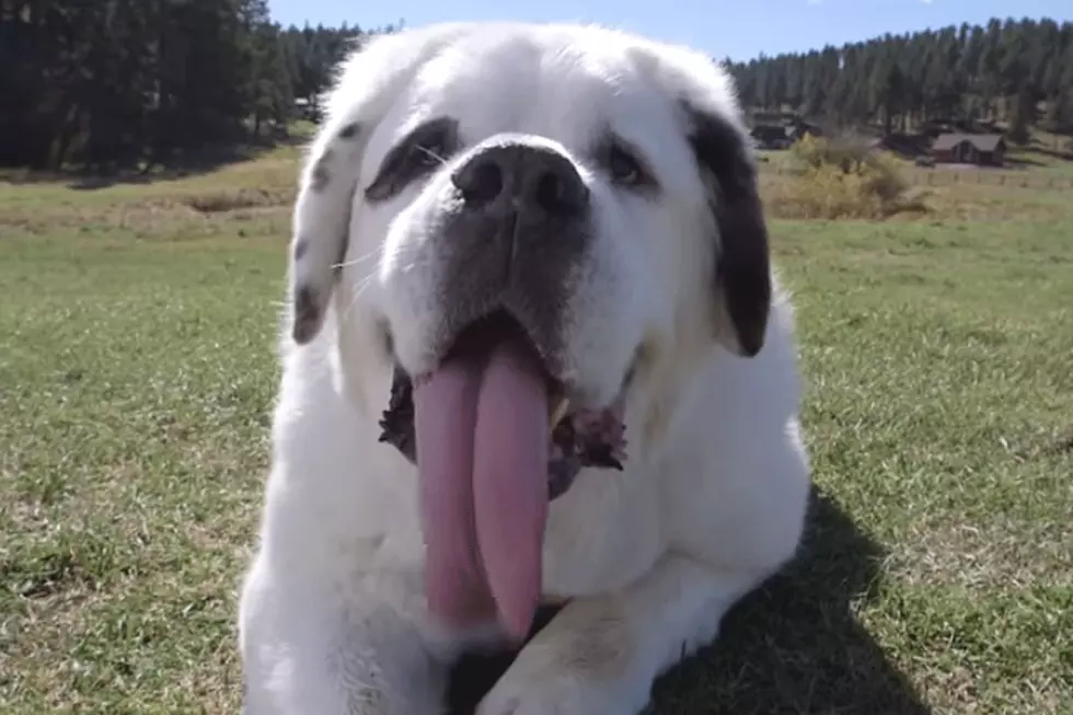 Dog With World's Longest Tongue Is Utterly Wagtastic