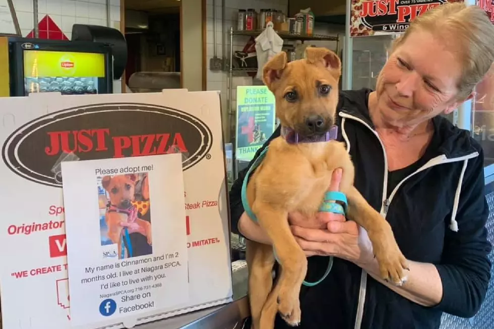 Pizza Shop Puts Adoptable Dogs on Boxes to Get Them Adopted (and It&#8217;s Working)