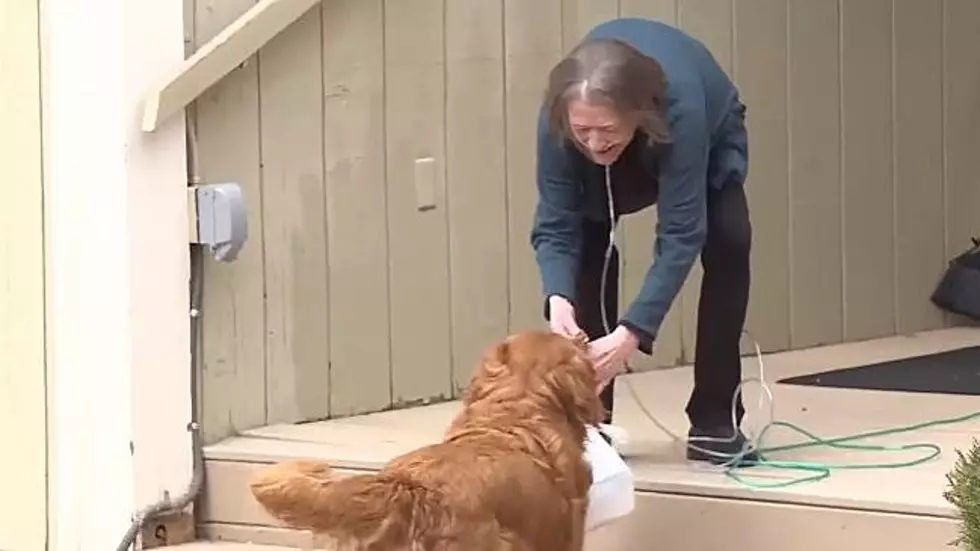 Very Good Dog Delivers Groceries to Elderly Neighbor Every Day