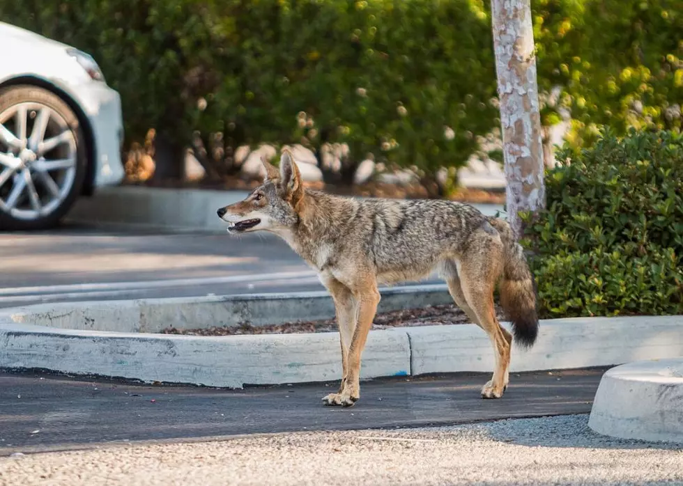Massachusetts Experts Urging You to Protect Your Pets&#8230;Coyote Sightings are Up (Video)