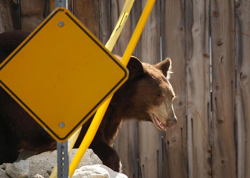Alabama Wildlife Gives Shocking Black Bear Warning