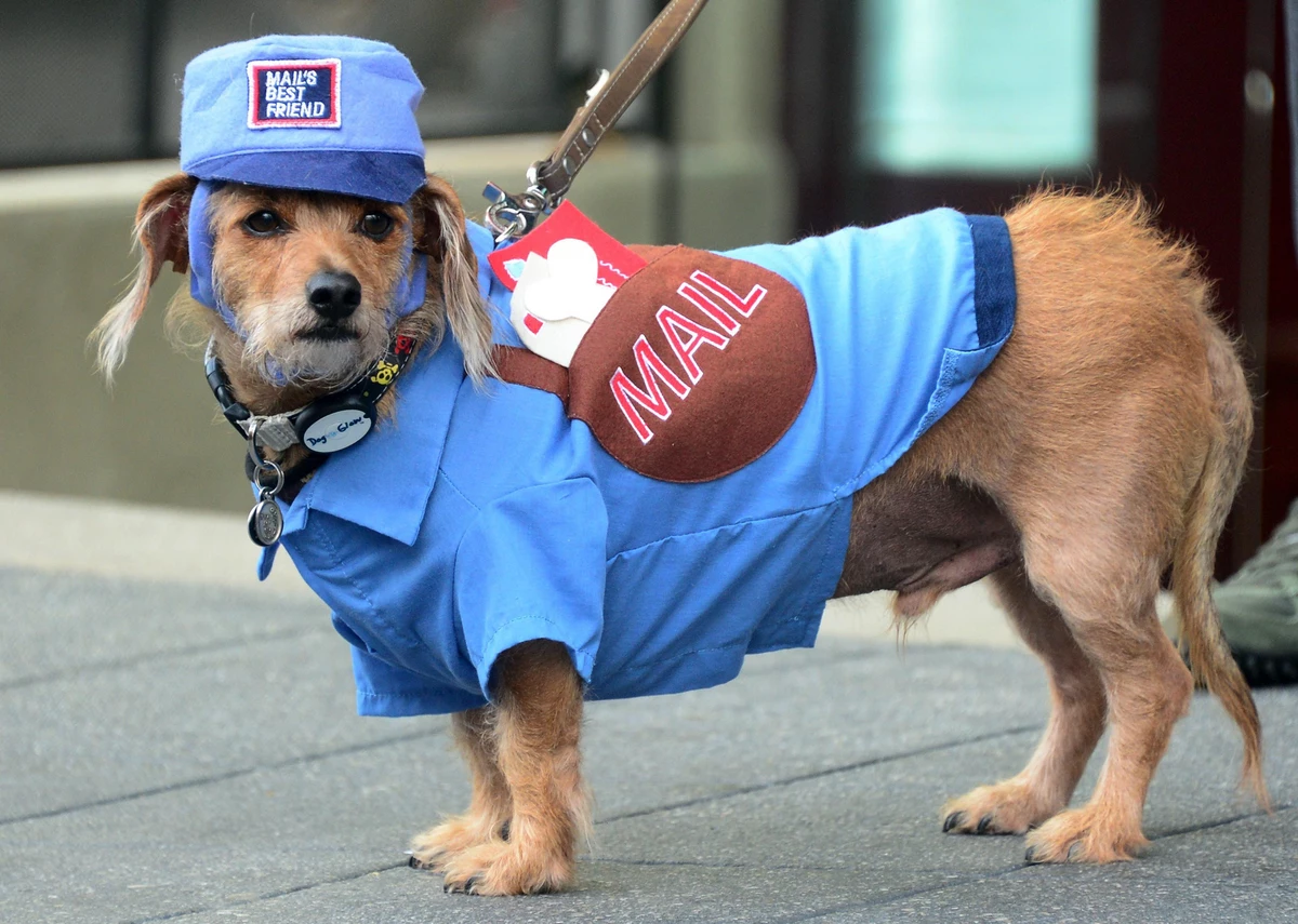 Собака в форме человека. Почтовая собака. Костюм собака почтальон. Пес почтальон. Смешные костюмы для собак.