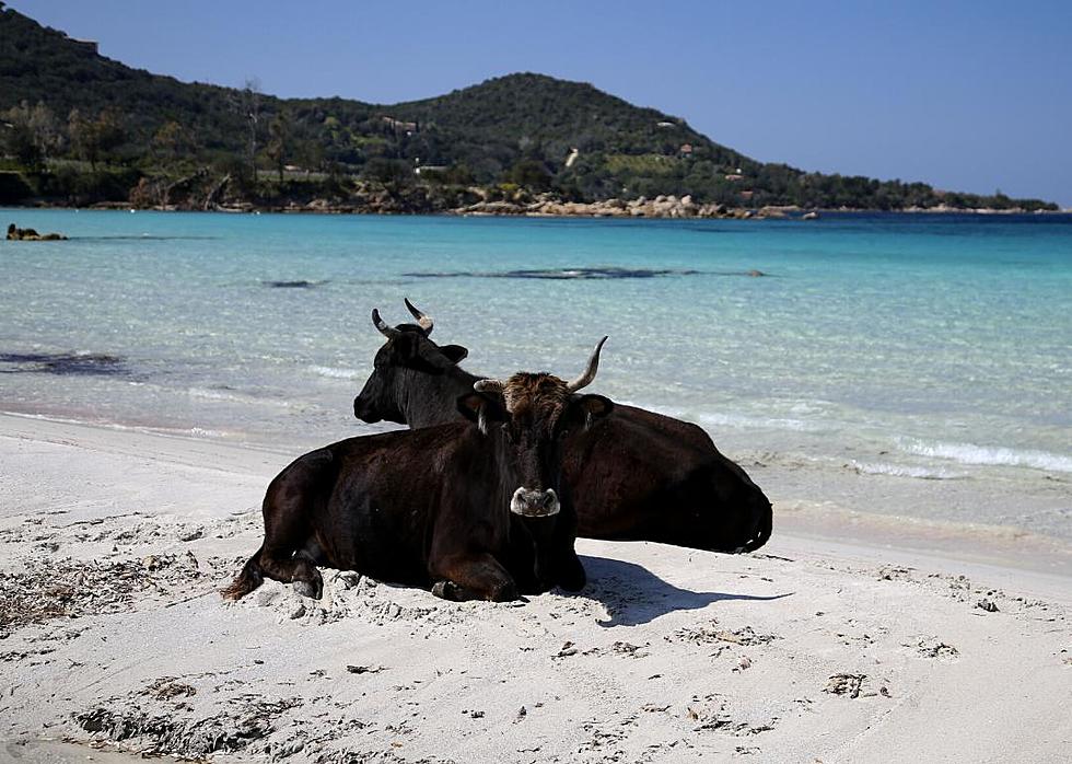 Cow Attacks Prompts Beach Closures