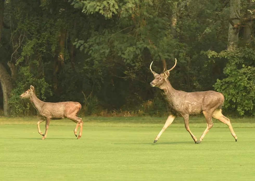 Why Is The Deer Population Evaporating? MA Residents Would Like To Know