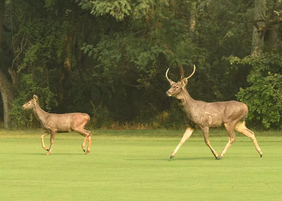 Deer Getting &#8216;Lucky&#8217; Could Make You Very &#8216;Unlucky&#8217; In CNY