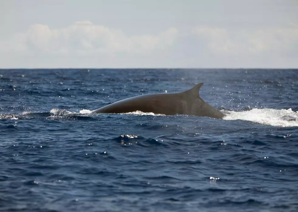 Gorgeous Footage Captured Of Humpback Whale On Coast Of NJ