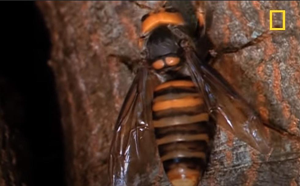 Giant Insects Known as ‘Murder Hornets’ Spotted in the U.S.