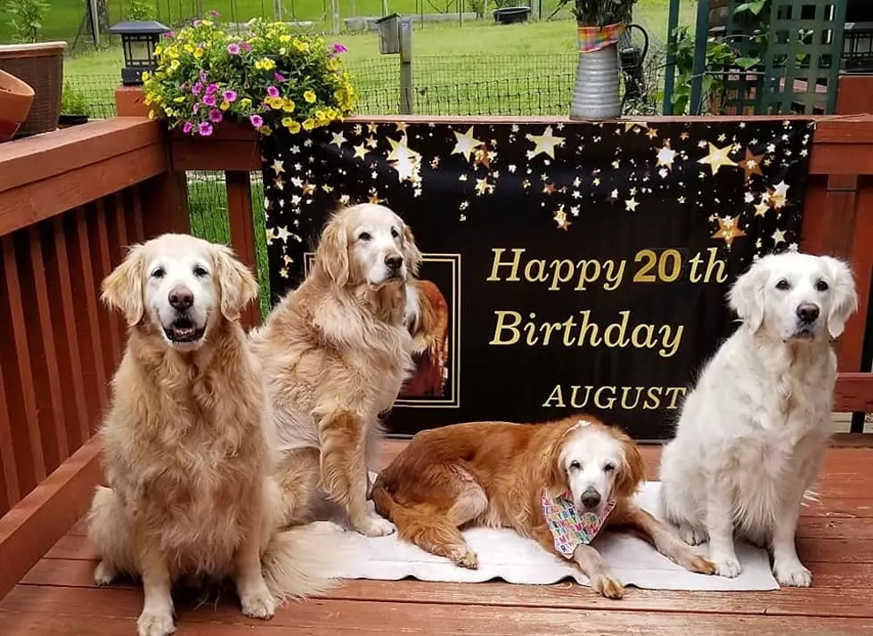 Dog Turns 20, Setting Record For Oldest Living Golden Retriever in History