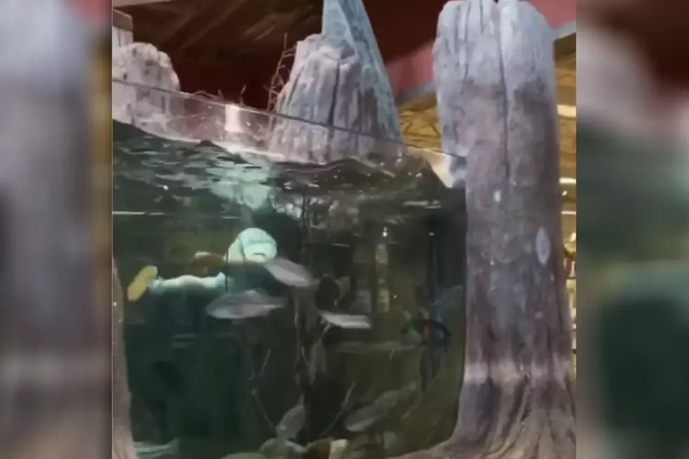 Man Jumps Into Fish Tank at a Bass Pro Shop [VIDEO]