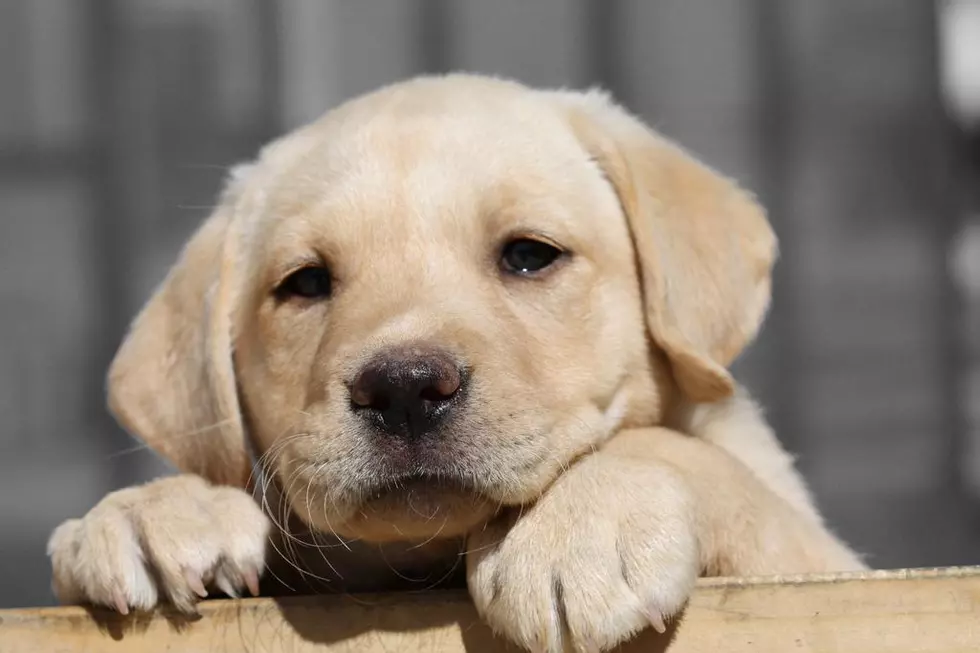 351 Lassie Dog Stock Photos, High-Res Pictures, and Images - Getty Images